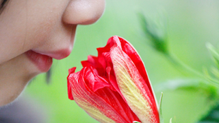 How Many Different Smells Can The Human Nose <i>Actually</i> Detect?